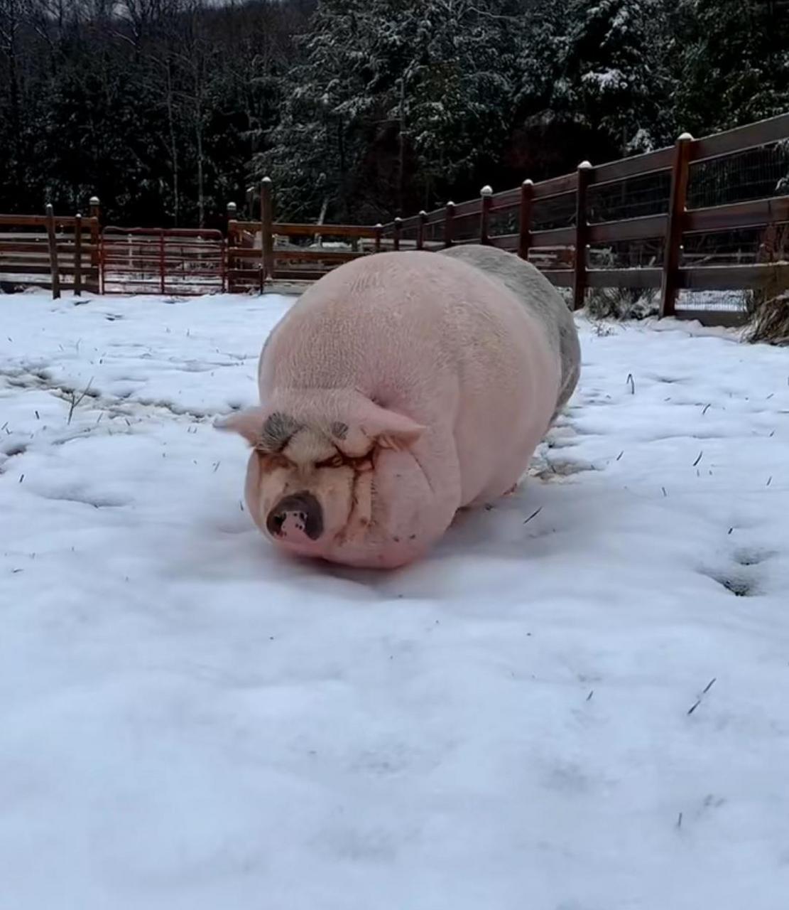 网友:2800买了一头年猪,大家看值不值 #搞笑趣味图