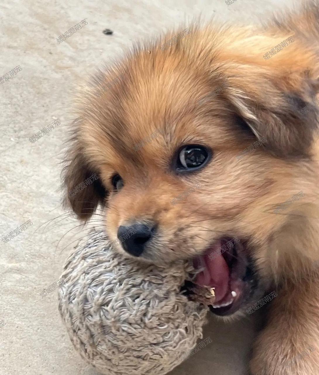 哇塞,这只小土狗真是太可爱啦!看着它我就忍不住开心地笑出声来了.