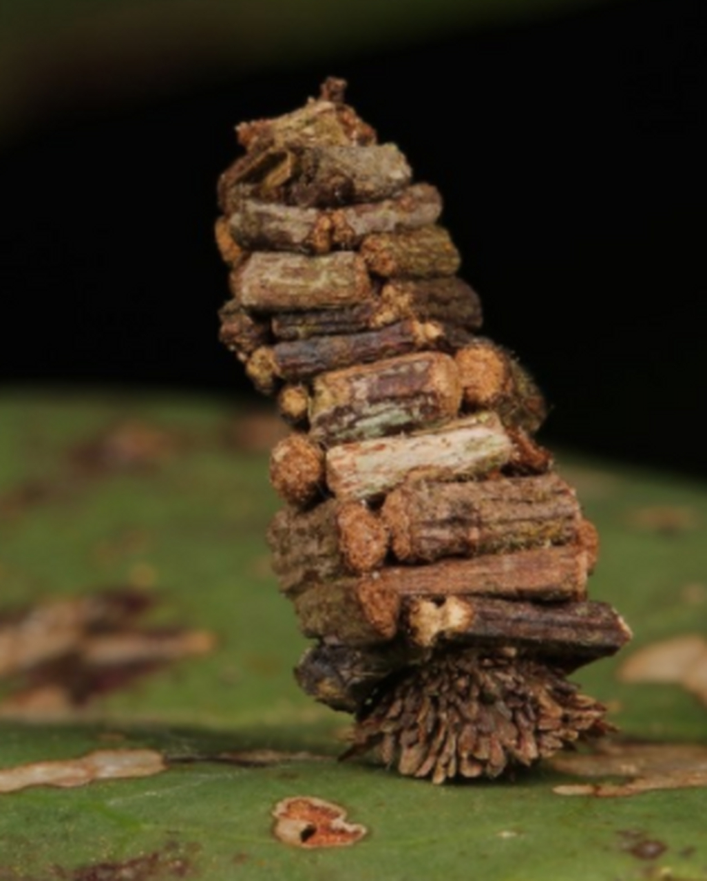 蓑蛾的幼虫会收集树枝并用丝将树枝整齐地搭建在一起,形成一个螺旋