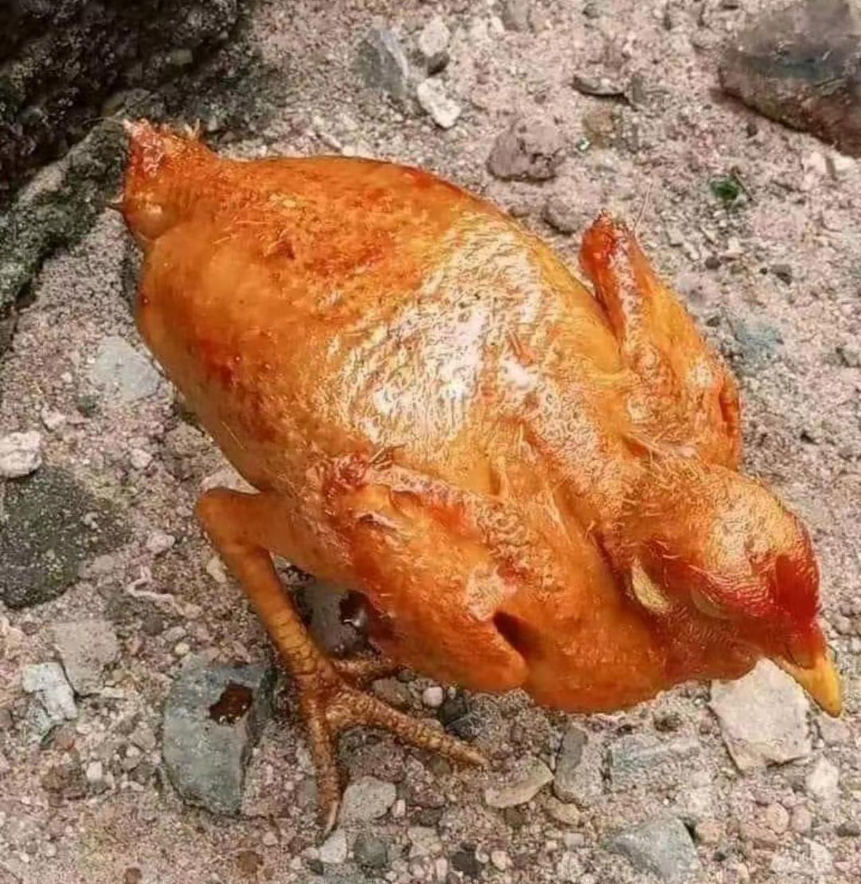 网友:我养的这只鸡不错吧,出栏就可以吃了! #趣图搞笑