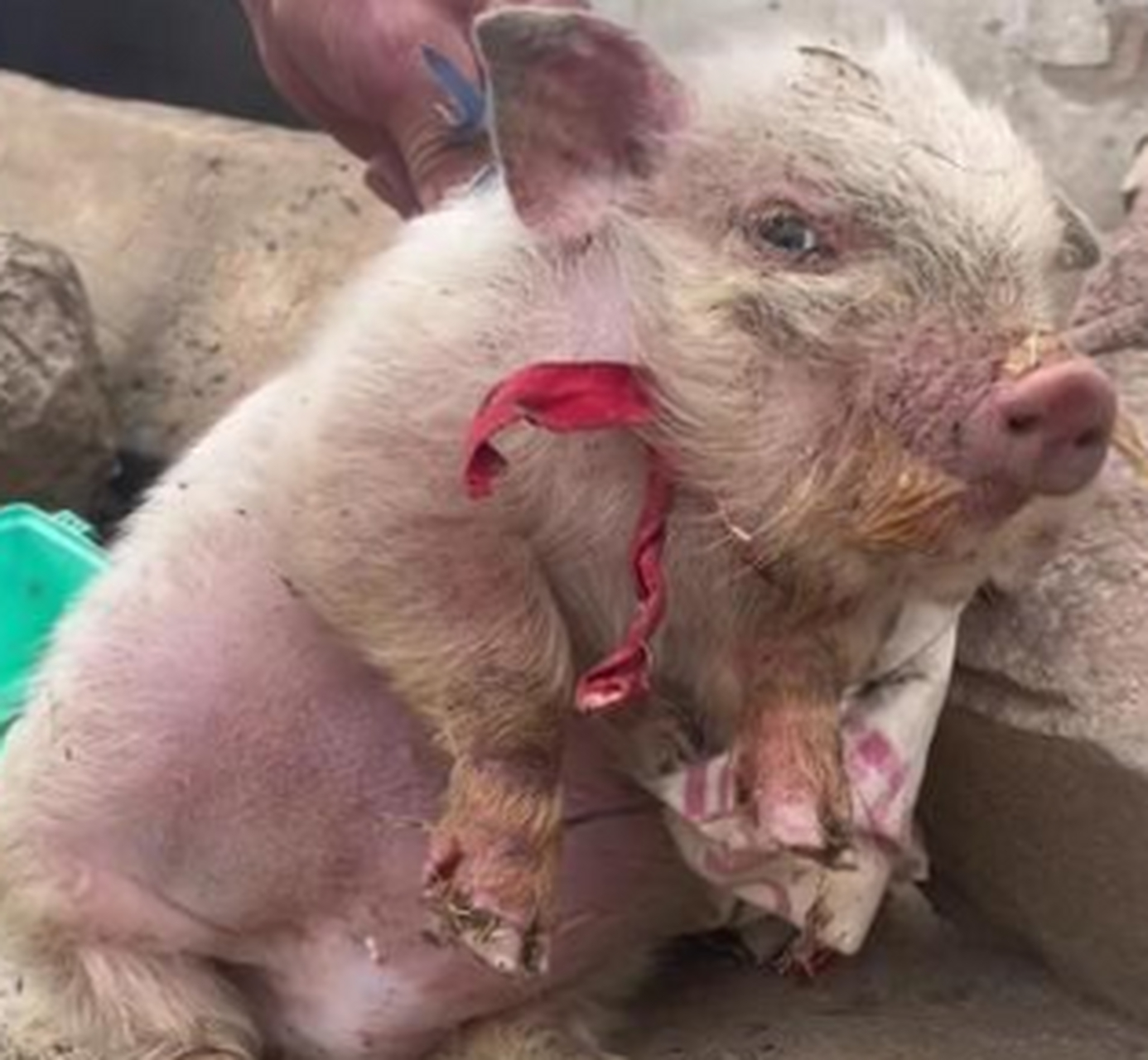 猪是咋了,感觉很委屈的样子.