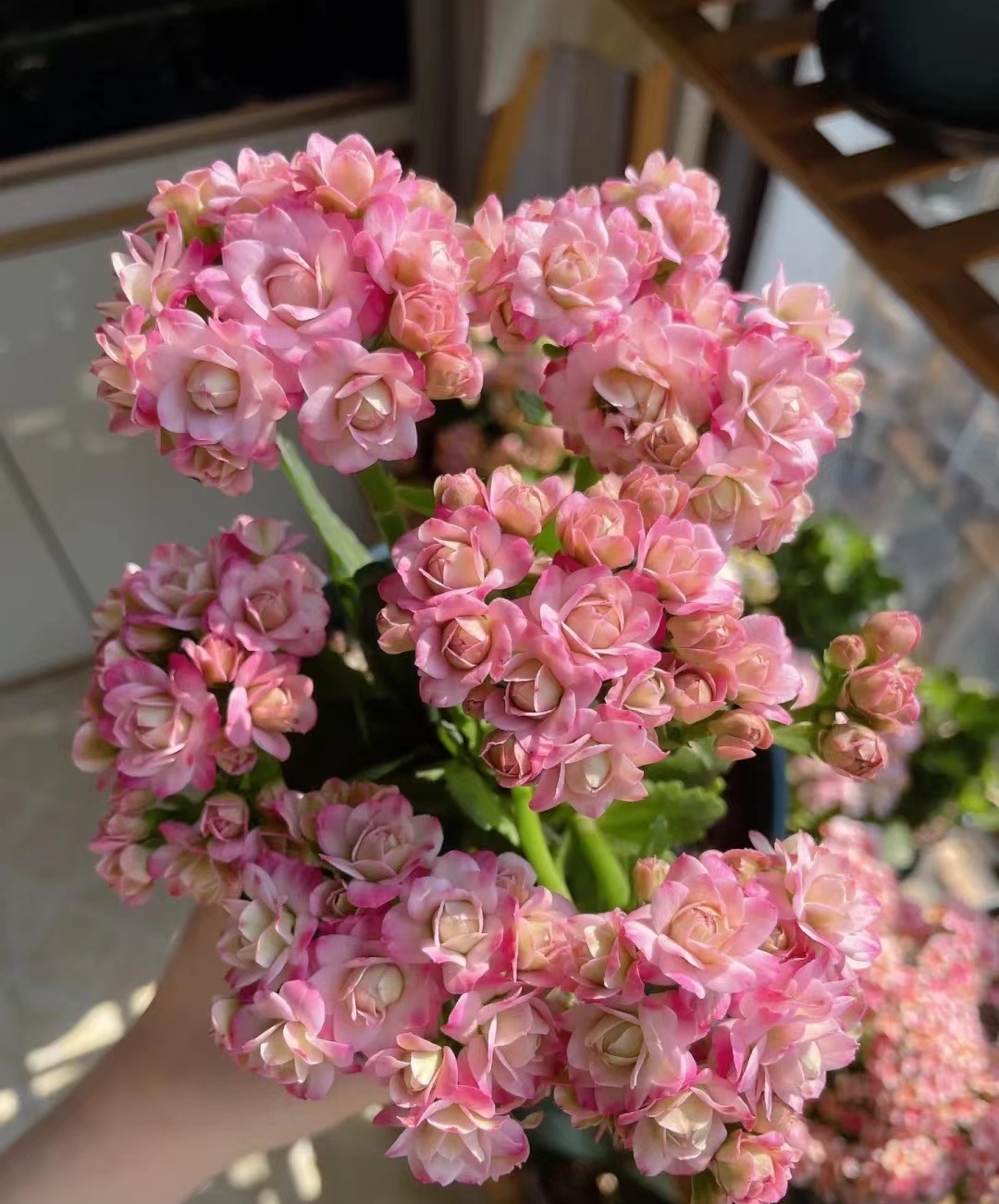 奇趣植物在我家# 长寿花——璎珞,又美又仙的品种,花色富于变化,醋舷