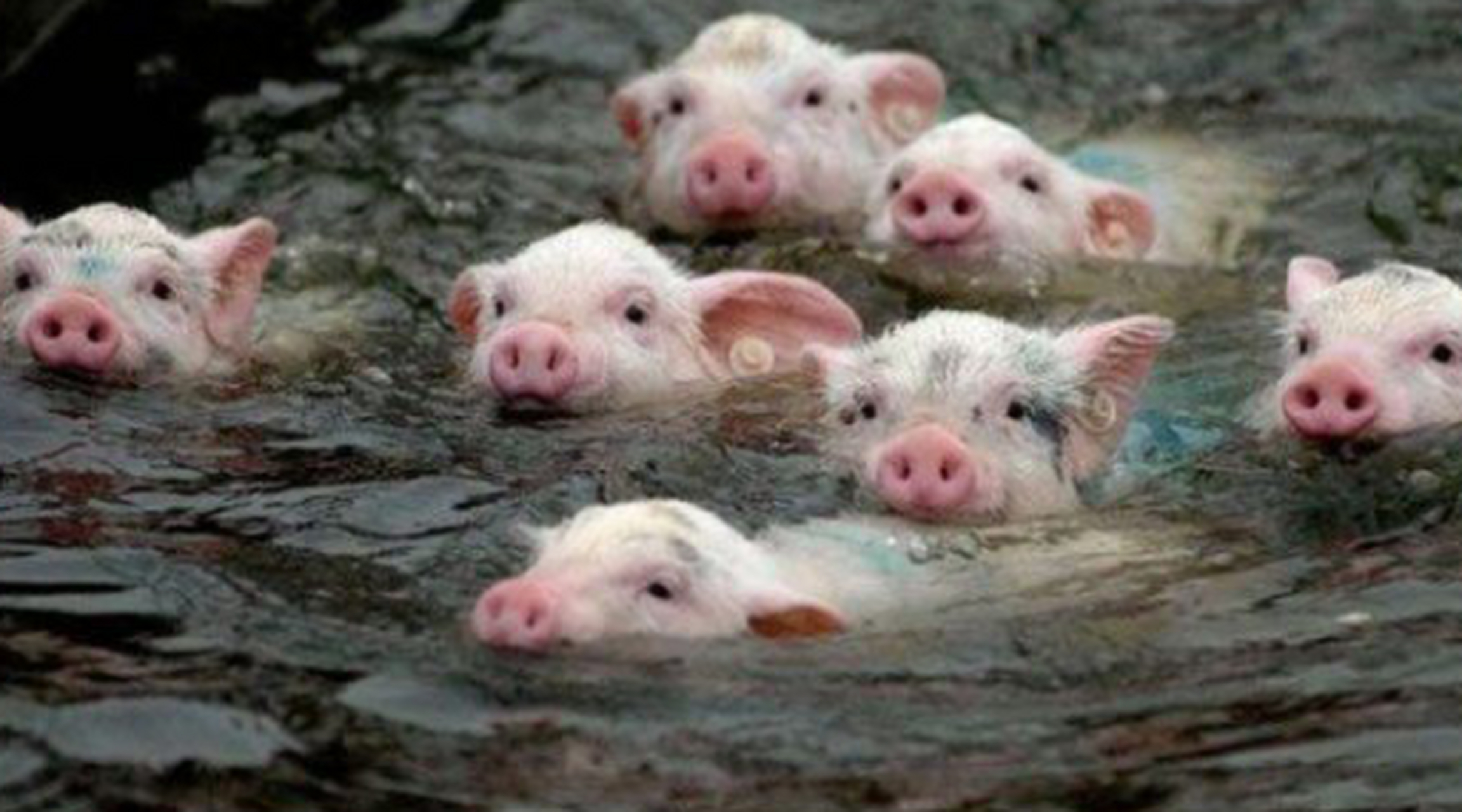 一天到晚游泳的猪