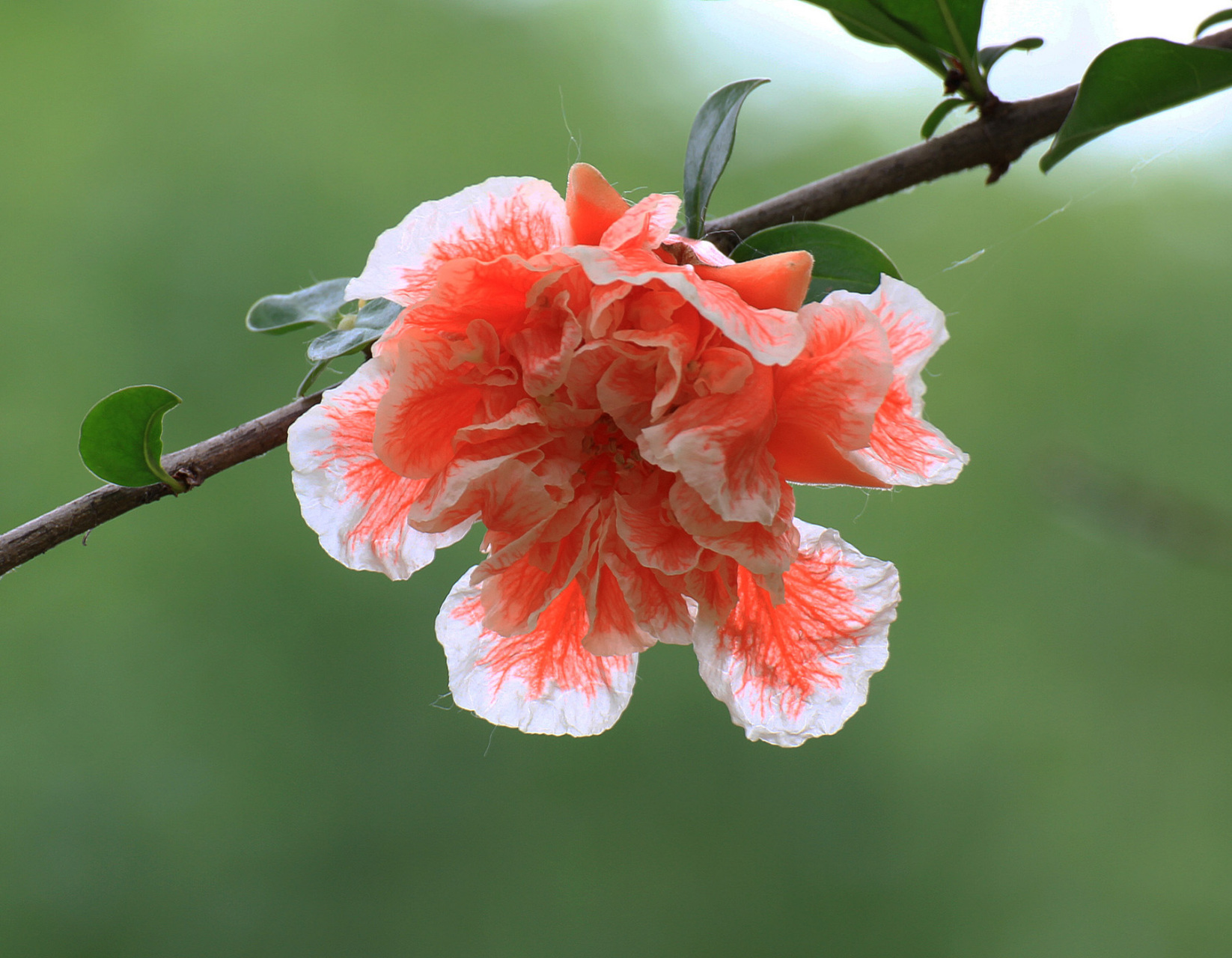 石榴花,玛瑙石榴花,牡丹石榴花与白石榴花.