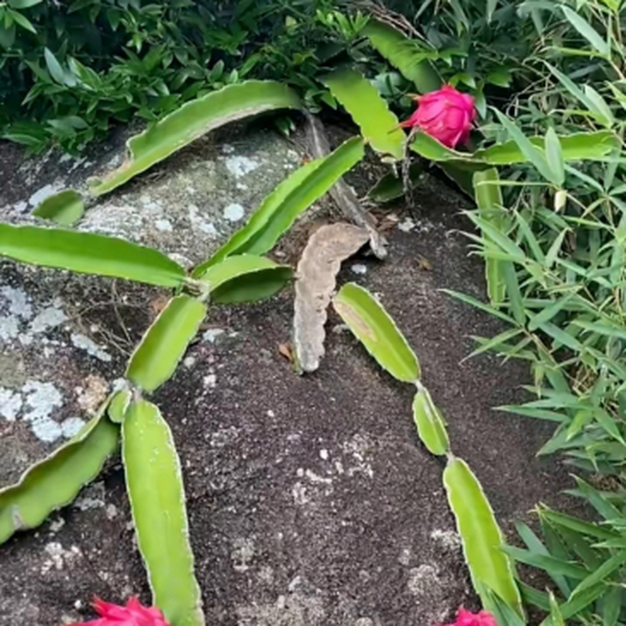 野生的火龙果,走运了