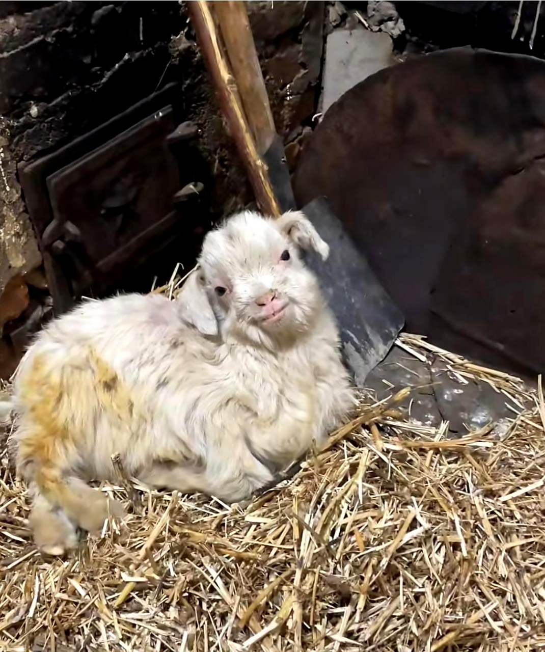 每天都要跑进厨房烤火的小羊,脾气倔强,置身于左边煤气罐和右边小灶坑