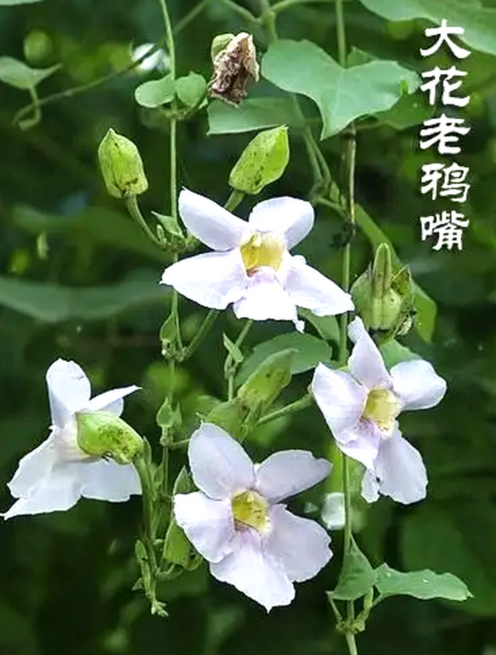 大花老鸦嘴又称山牵牛,大花山牵牛花.