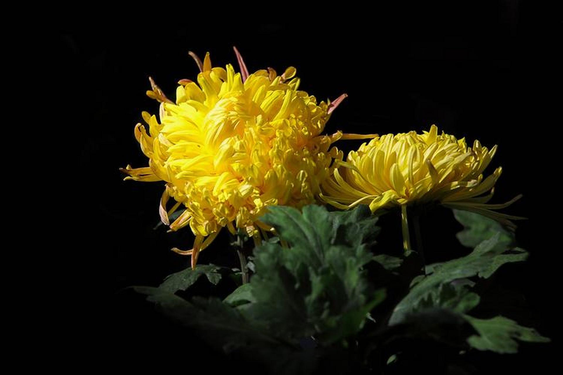 每日读诗: 《寒菊》 (南宋)·郑思肖 花开不并百花丛,独立疏篱趣未穷.