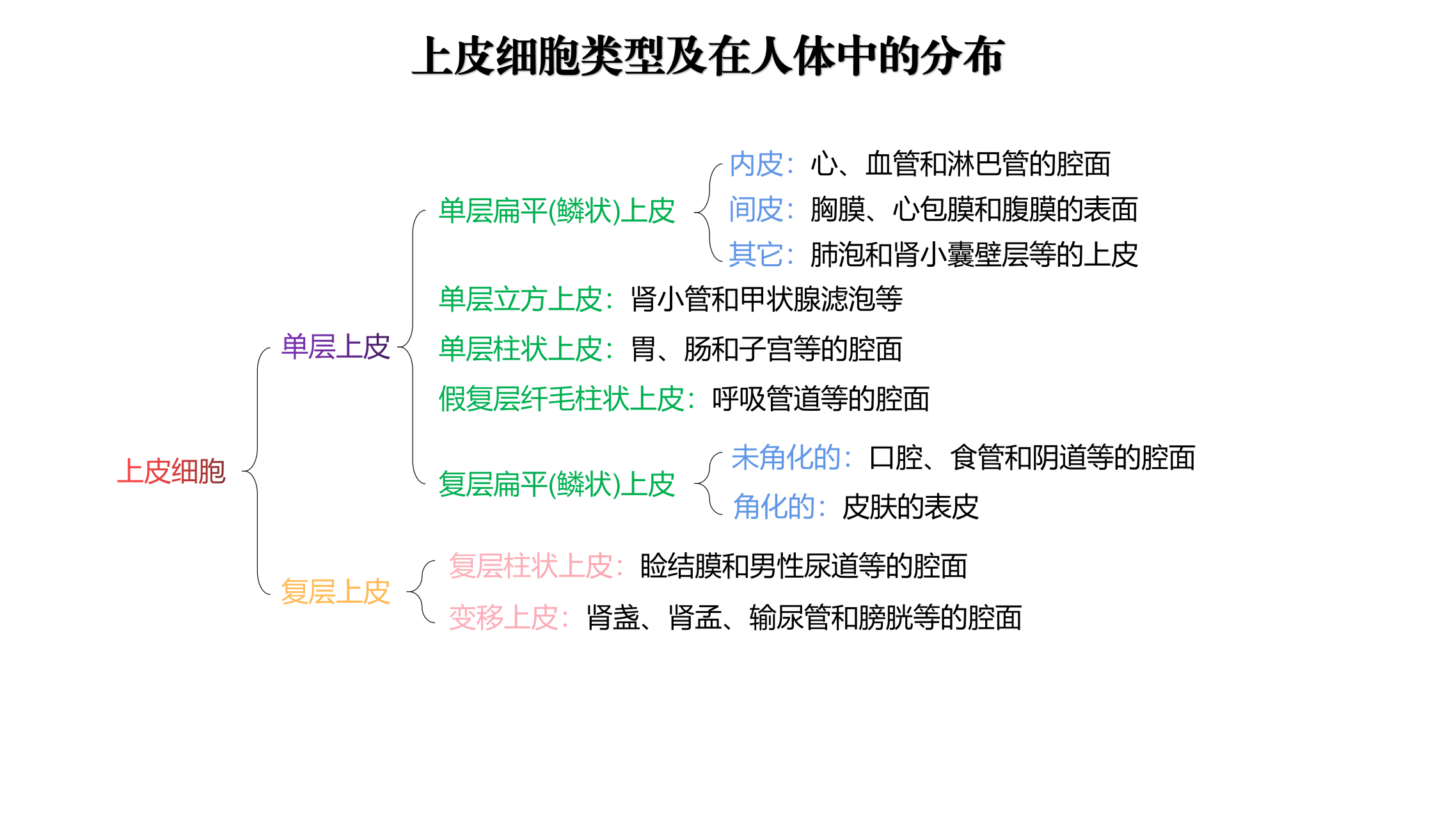 上皮细胞的肯定图片