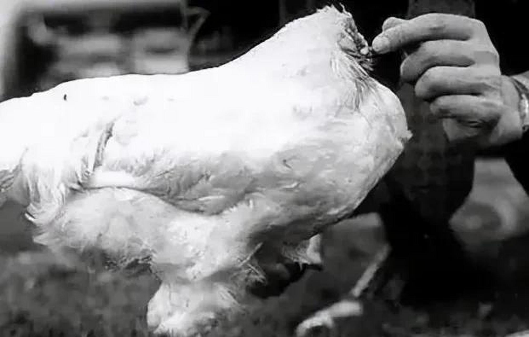 领动计划# 1945年,美国科罗拉多州的农场主罗迪,在宰杀一只公鸡时一 