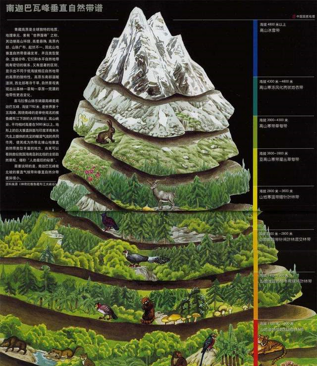 陆地自然带分布规律图图片