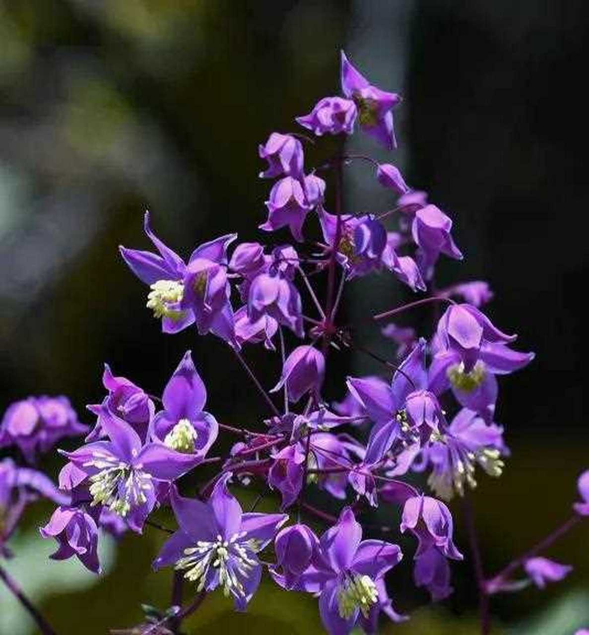 分享～醉美唐松草 雅室幽兰,含笑芬芳, 清雅端庄,气质不凡, 美不胜收