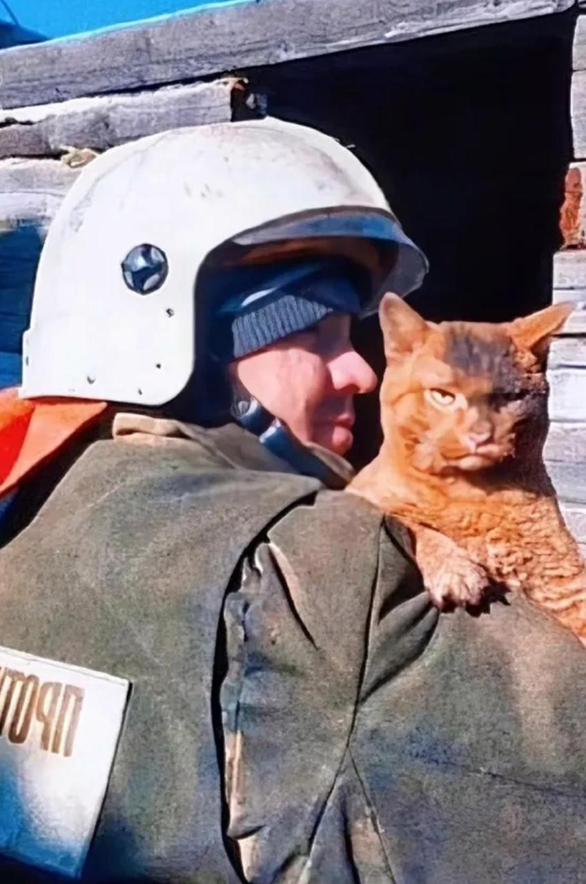 俄罗斯,一只被消防员从火场里救出的大橘,它表情很愤怒[咒骂].