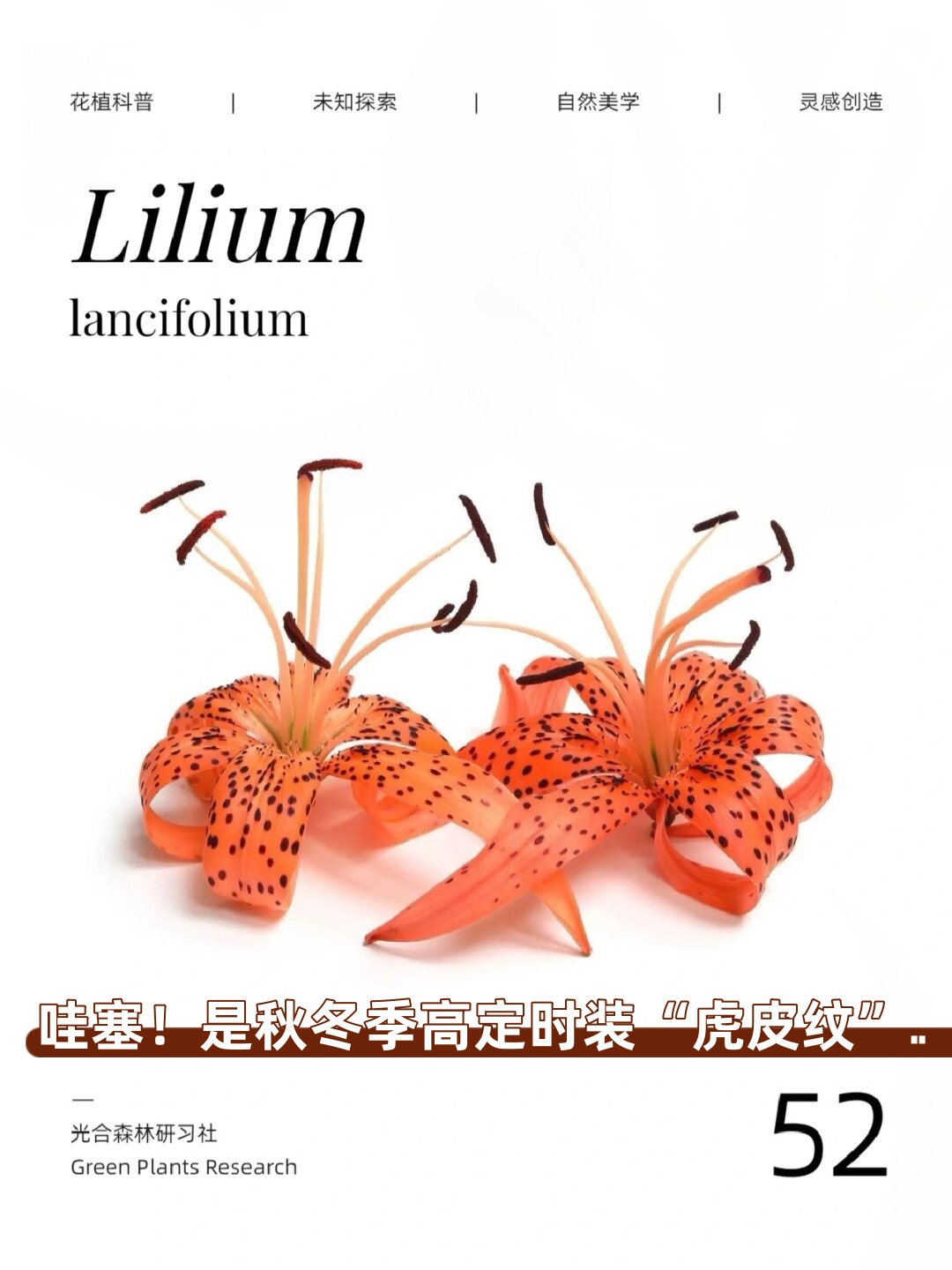 是秋冬季高定时装虎皮纹