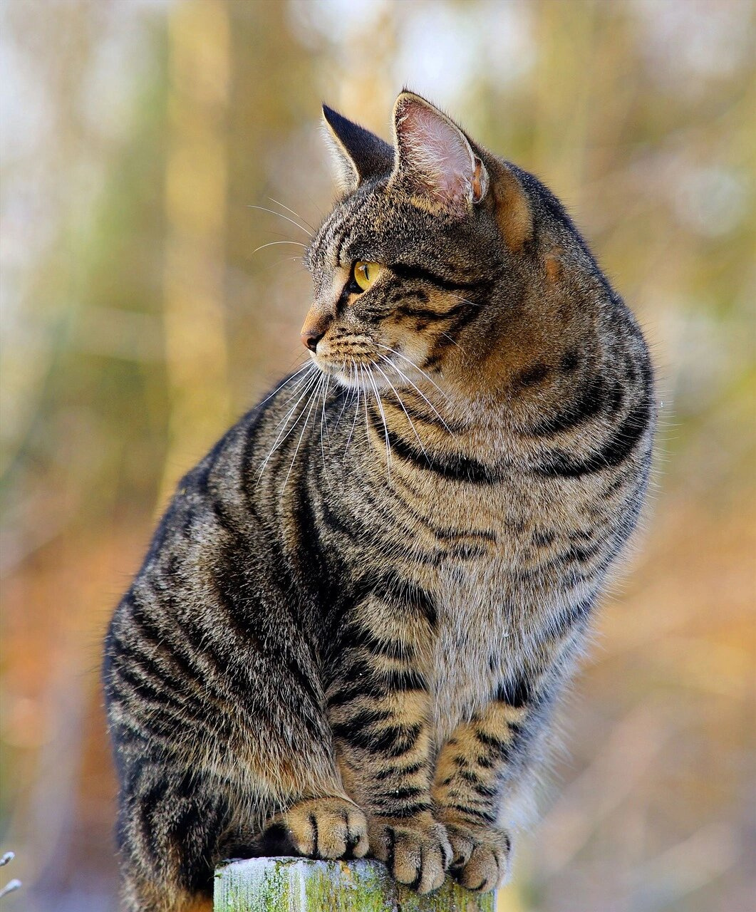 猫属于食肉目猫科猫属的脊索动物