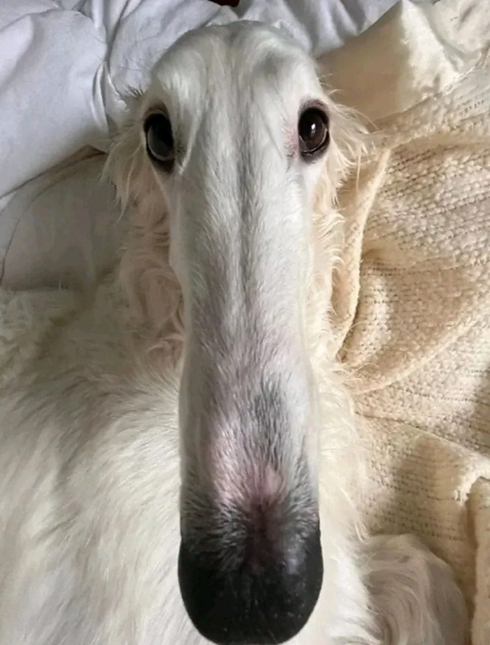 这是什么狗啊,怎么长了一张车座子脸?