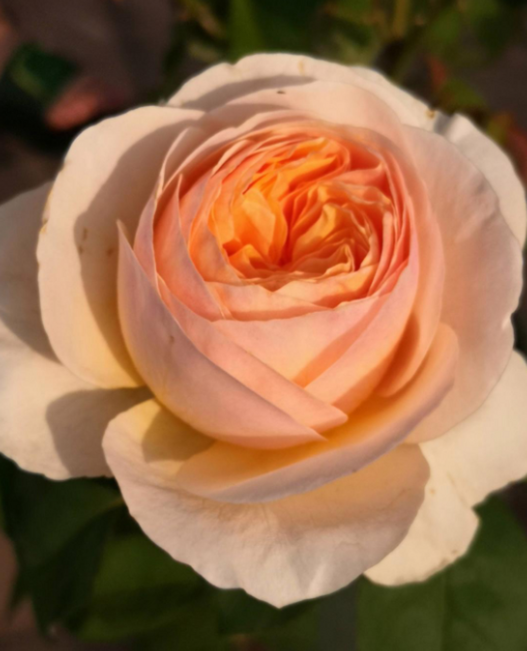 300万玫瑰——朱丽叶 奥斯汀的第一款切花月季品种,温柔的杏色带给人