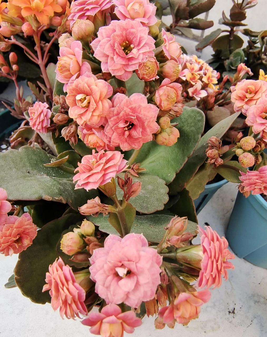 长寿花～果冻,年近年关入的一款果冻,到手后天气缘故快销苞了,心想着