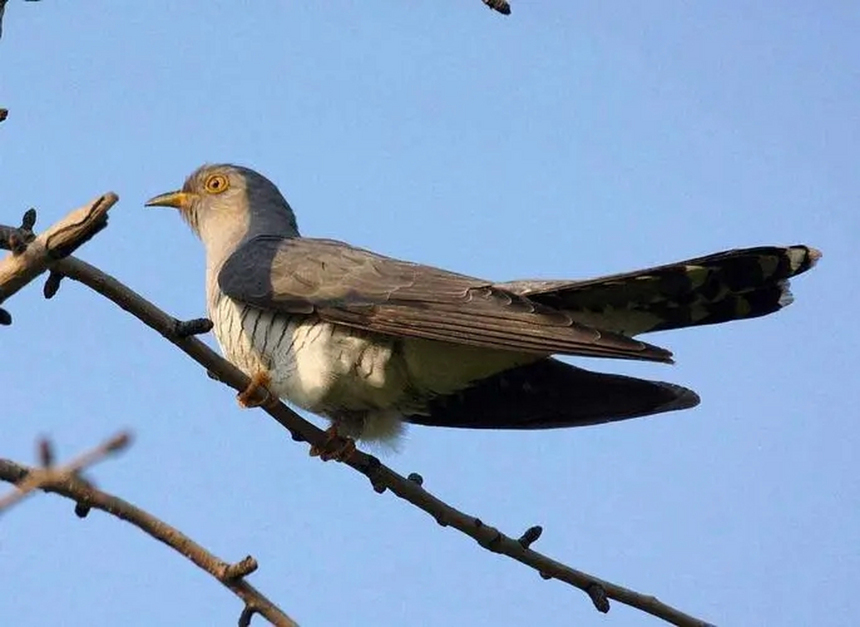 中国有一种鸟,名叫杜鹃,又被称为布谷鸟,因为它吃害虫,在小学自然课本