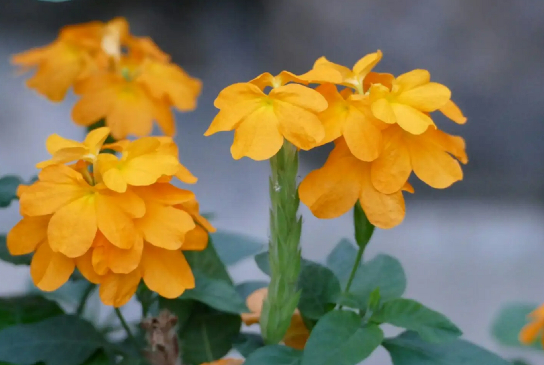 鸟尾花单花花期在5-7天,花谢之后,很快又会复花.