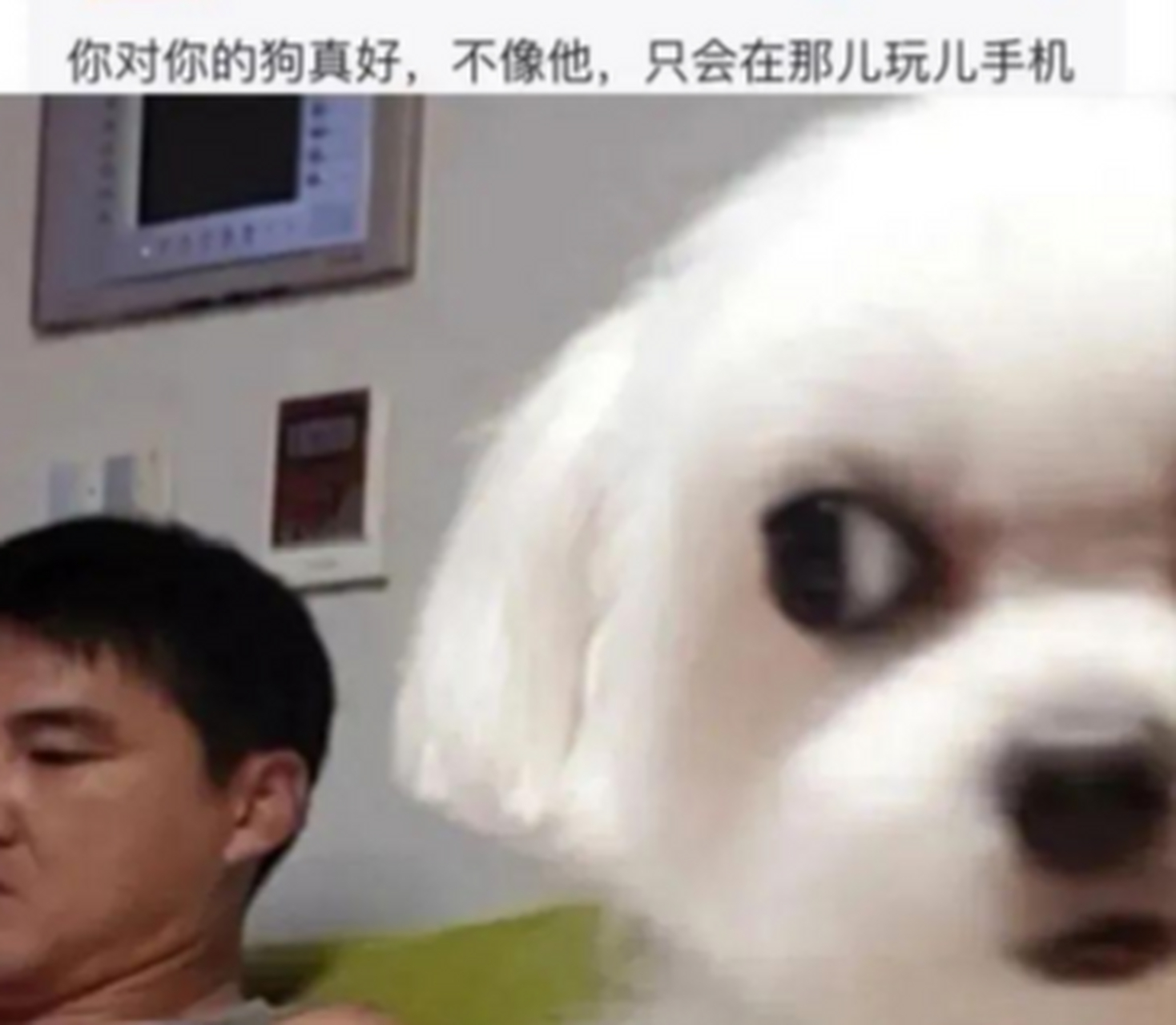 嫉妒使狗面目全非