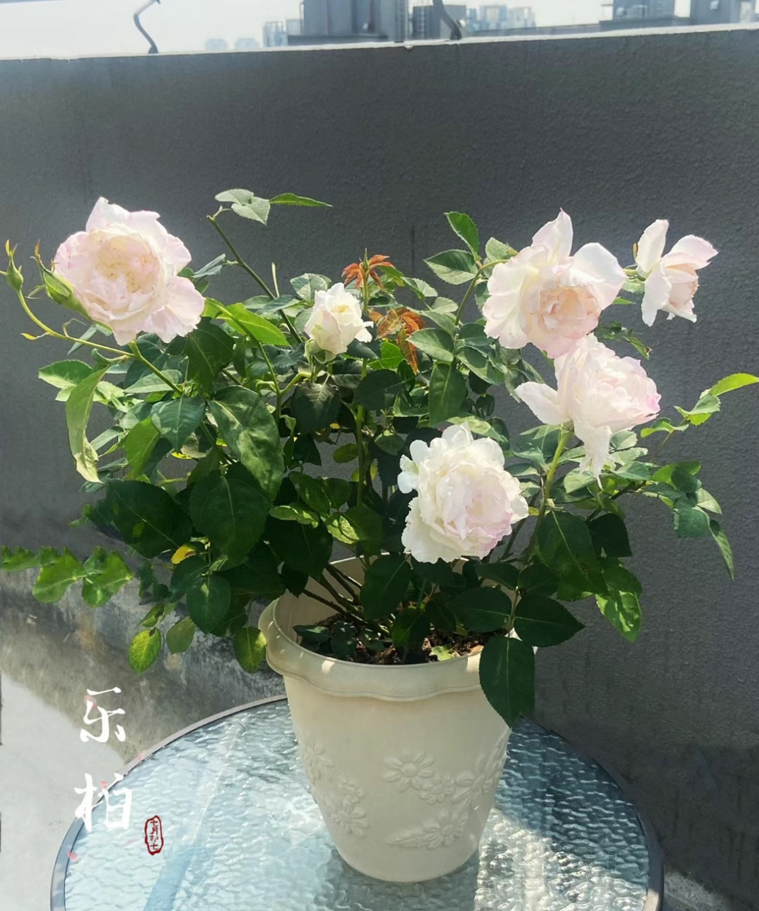 秋天,是月季花的第二个"主场",来带大家认识一个很值得养的品种—乐柏