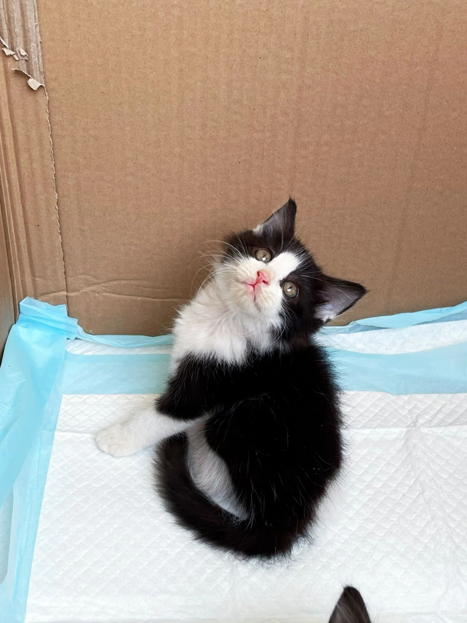 黑白长毛奶牛猫弟弟450蹲家长