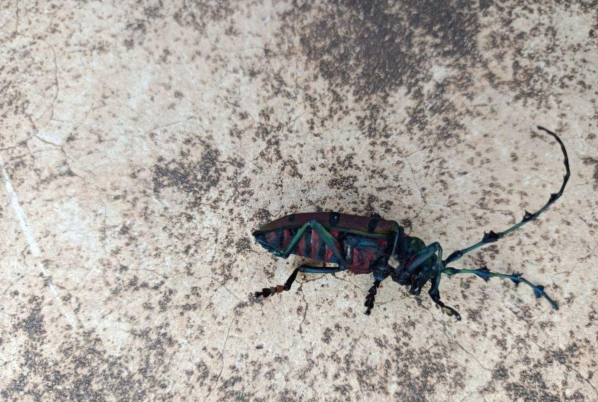 这天牛是什么品种,刚刚被咬了一口,会不会躺板板,有知道的吗?