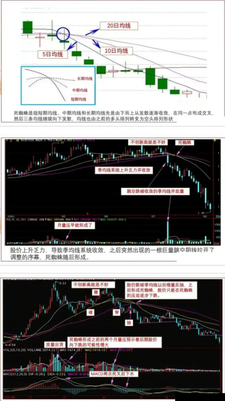 死蜘蛛形态图解图片