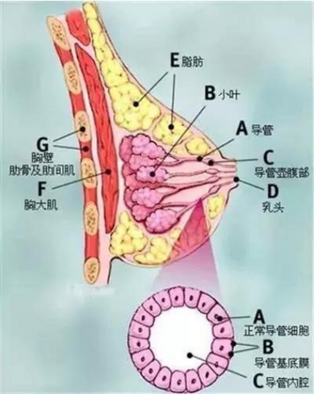 乳腺管走向图图片