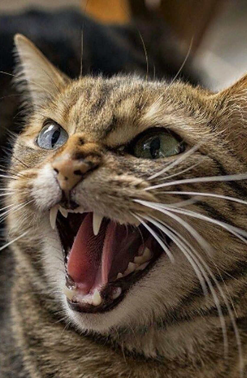 生气中的猫咪有多恐怖.