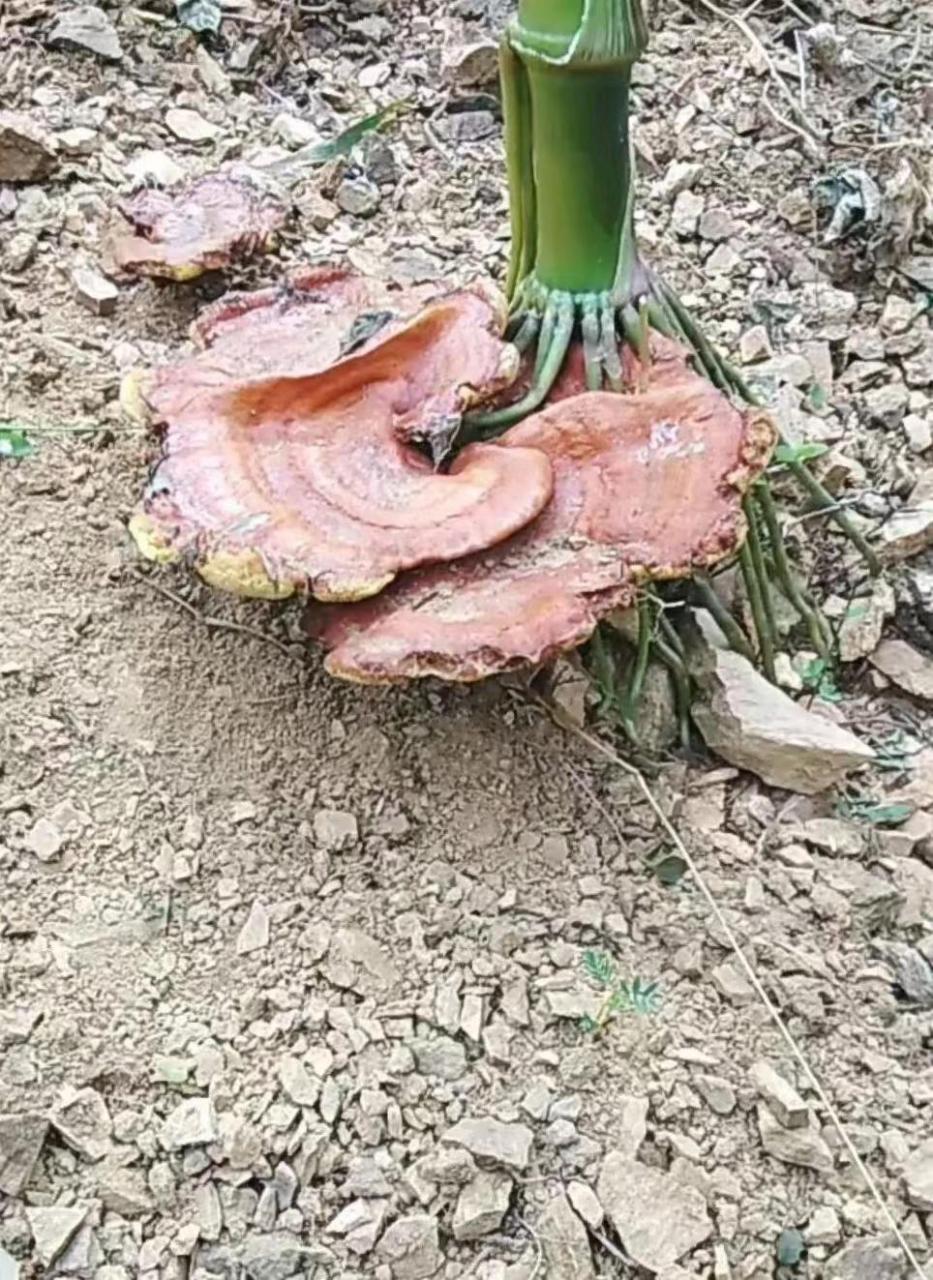挖竹子居然挖到了灵芝