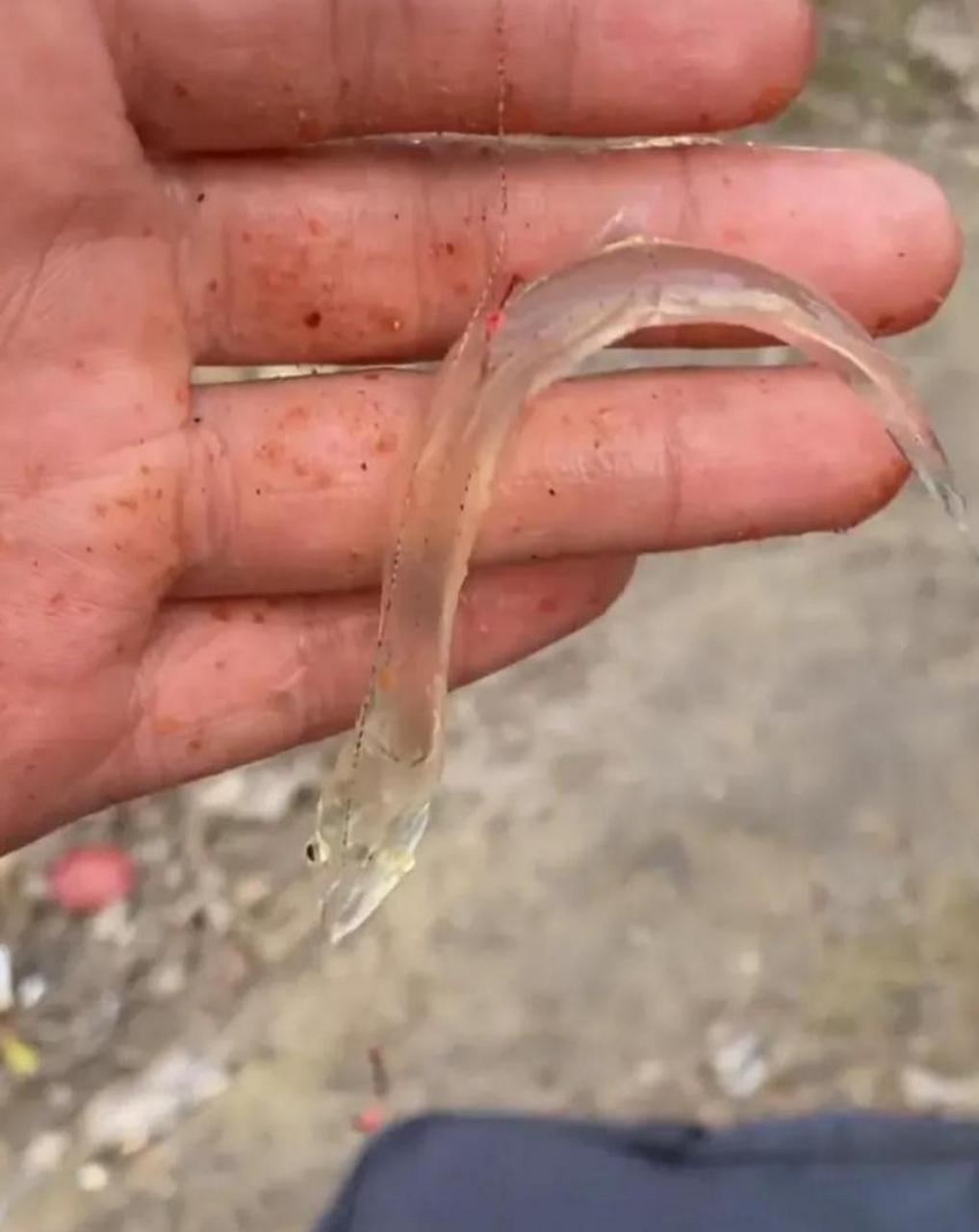 网友:第一次钓到透明鱼,不知道好不好吃,准备尝尝