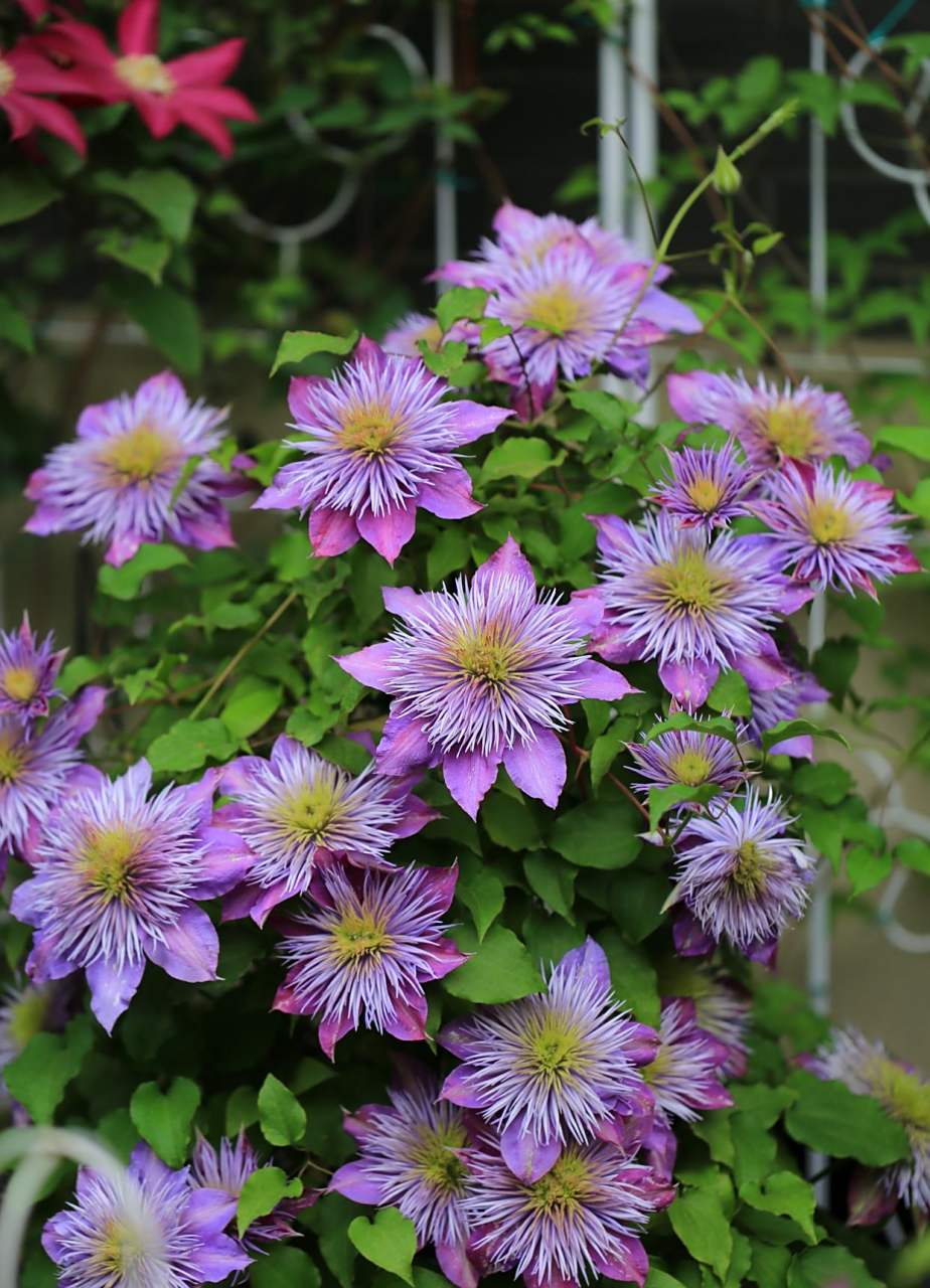 水晶喷泉——铁线莲里"永远滴神",攀援能力强,枝繁叶茂,开的重瓣大花