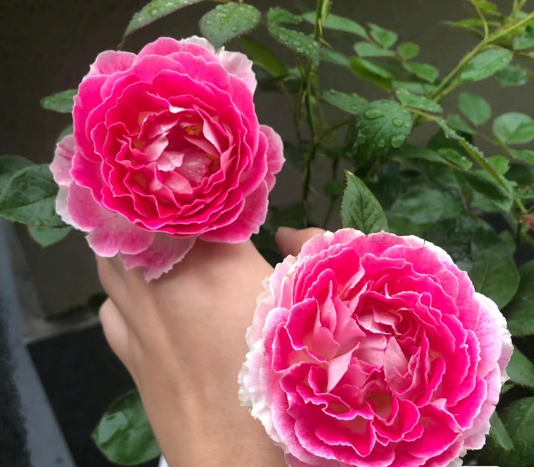 月季花是我国的传统名花,喜爱者无数.