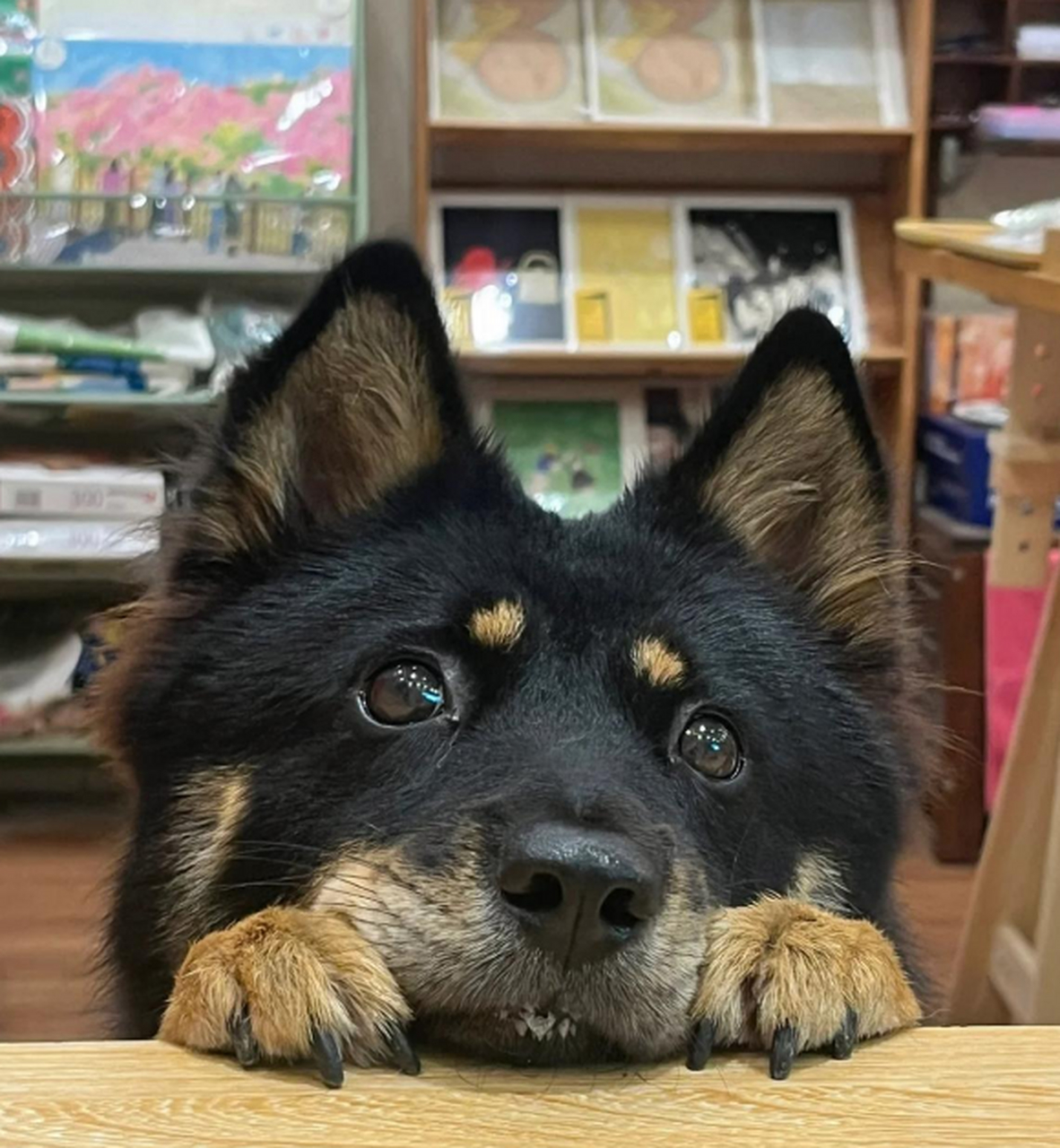 狗子:别问我在干嘛,我在等天上掉馅饼