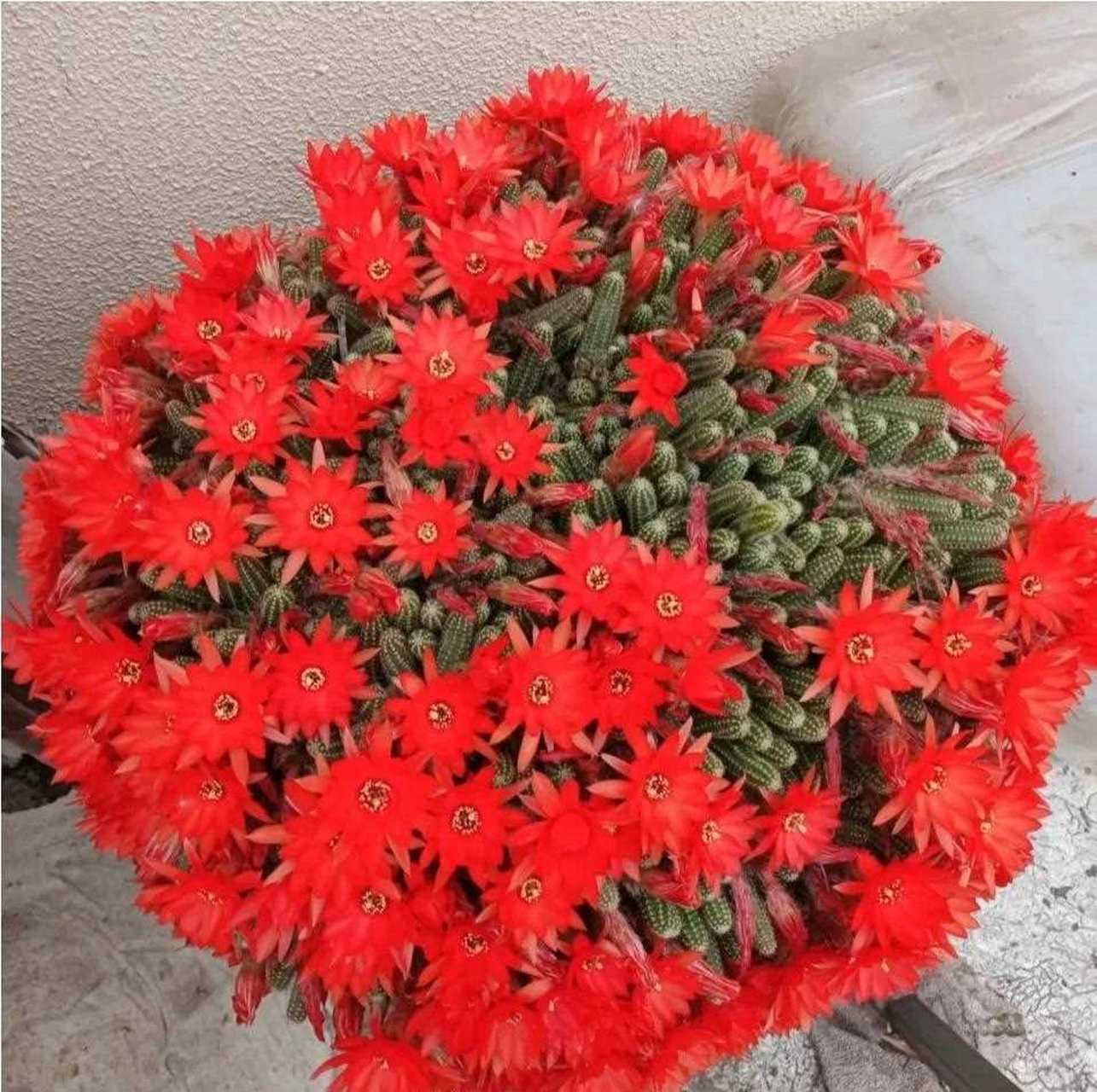 白檀仙人掌,很多花友口种的"毛毛虫",爆起花来也是不要命的[捂脸]