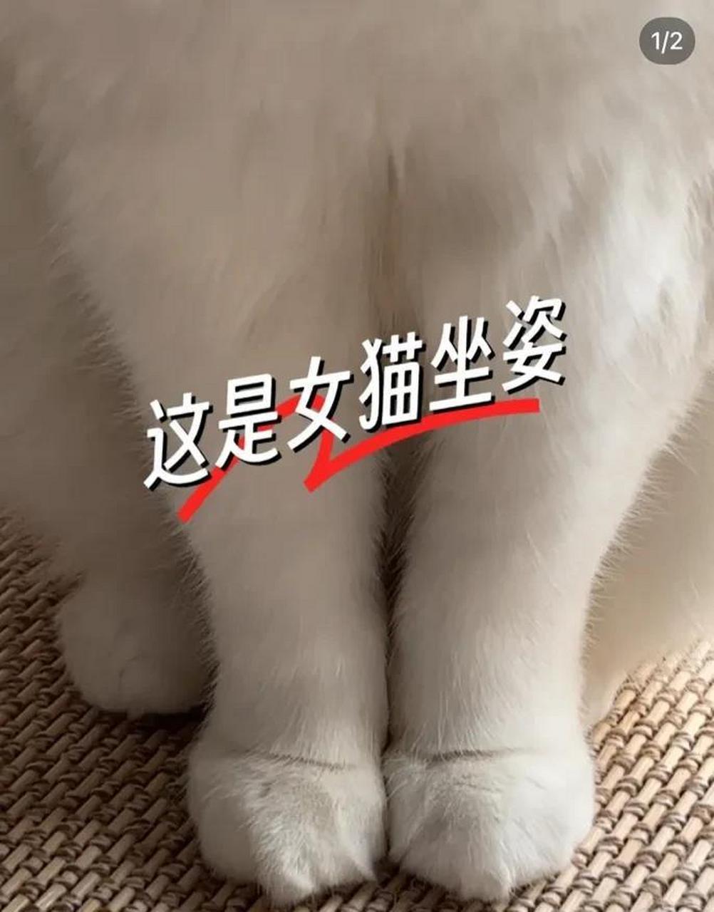 论公猫跟母猫的坐姿