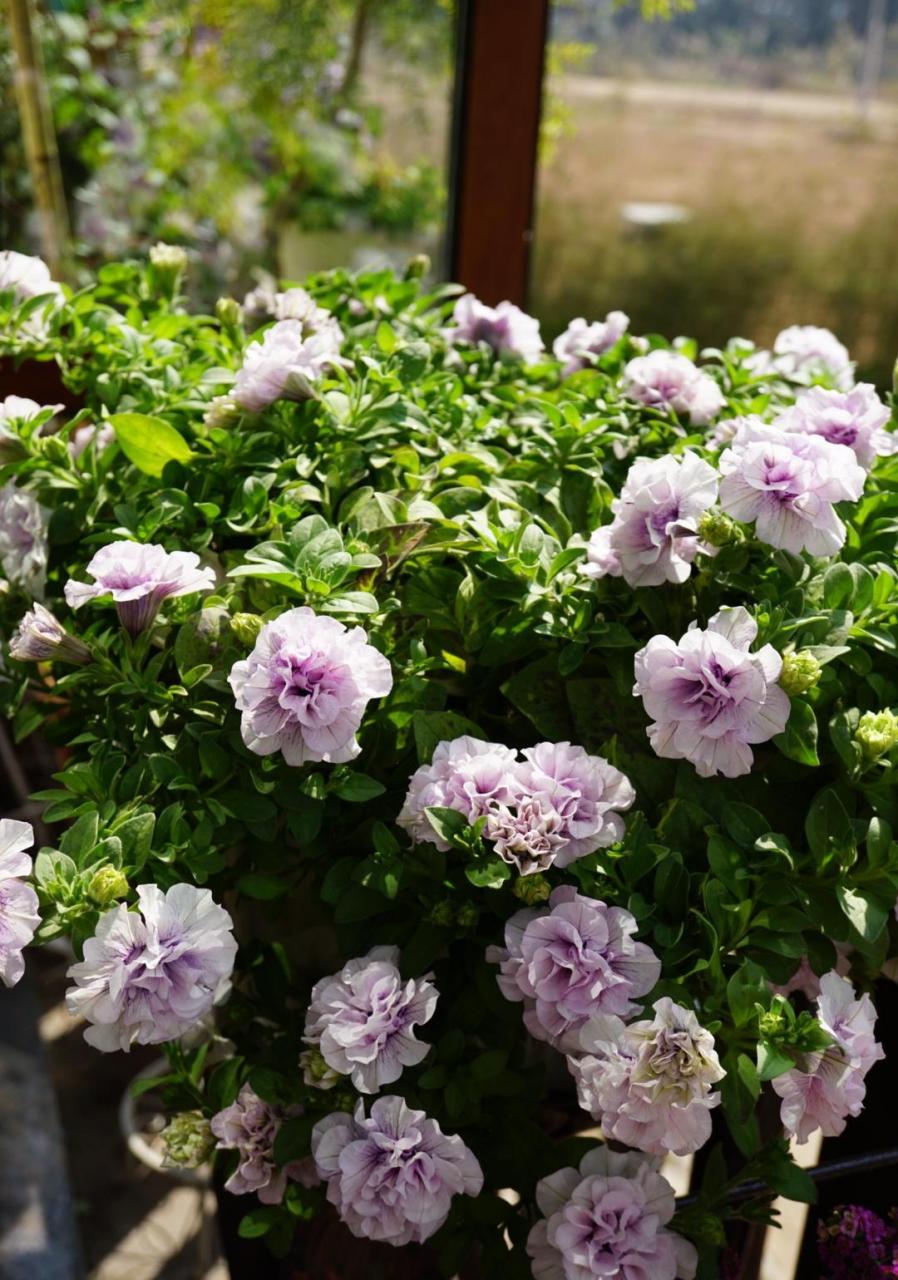 超级矮牵牛"重瓣冰淡紫",优秀的垂吊盆栽草花,植株低矮长不高,枝条