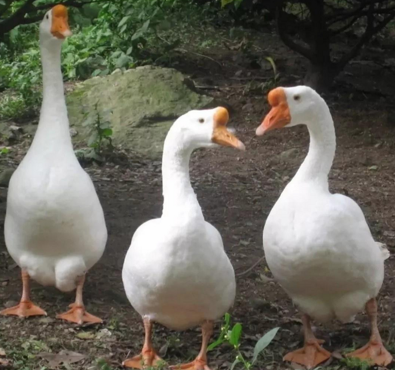 感觉鹅的脖子比鸭的脖子长多了,为什么只看到卖鸭脖子的,没看到卖鹅