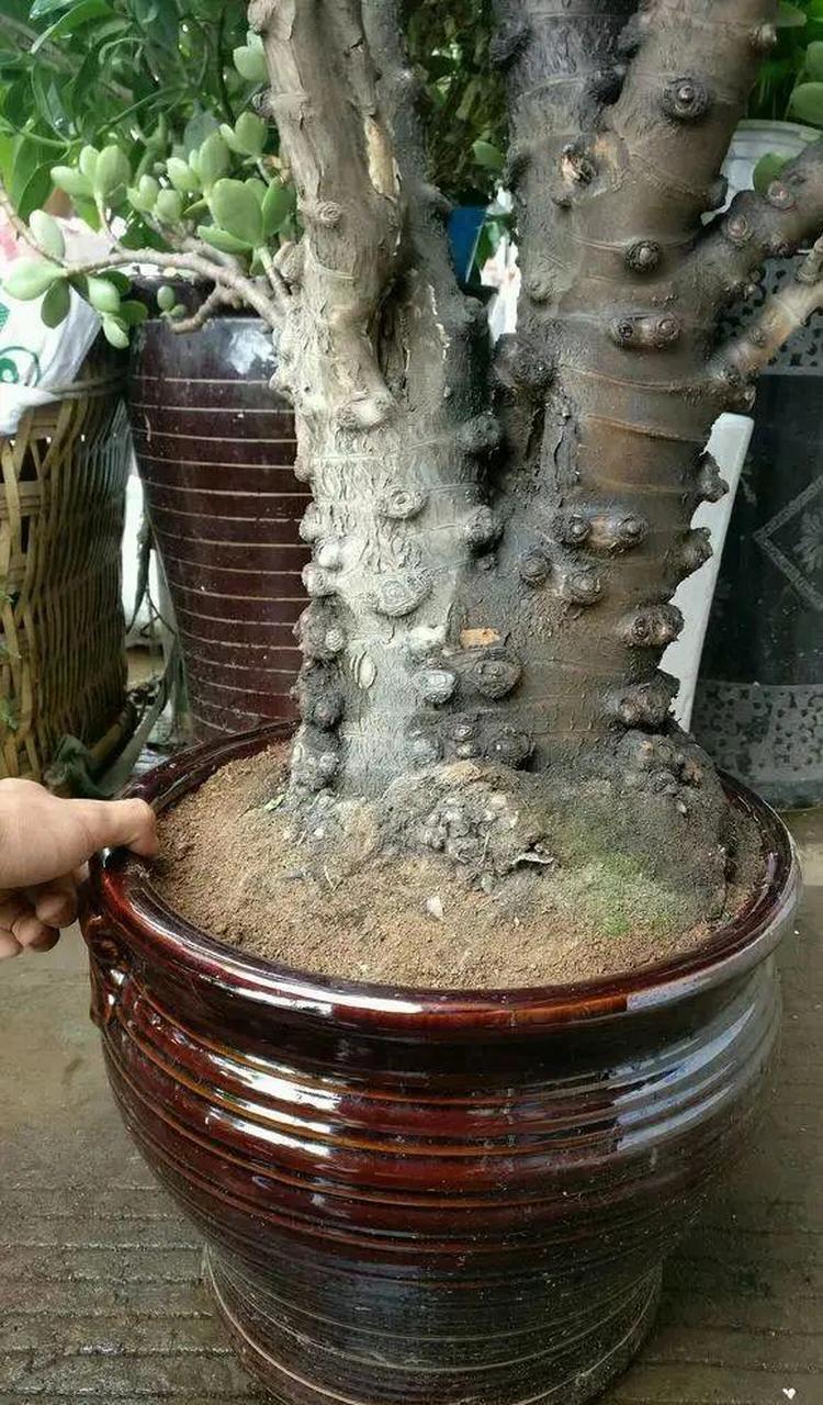 有一位朋友家中满院子都是玉树大老桩,其中有一棵30年的老玉树,被做成