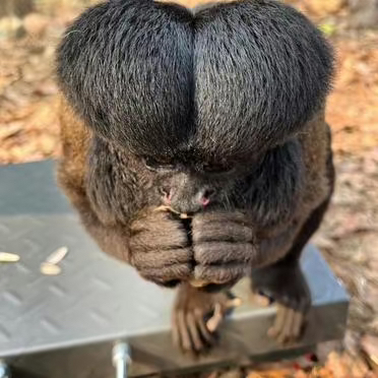 这猴子造型挺别致啊