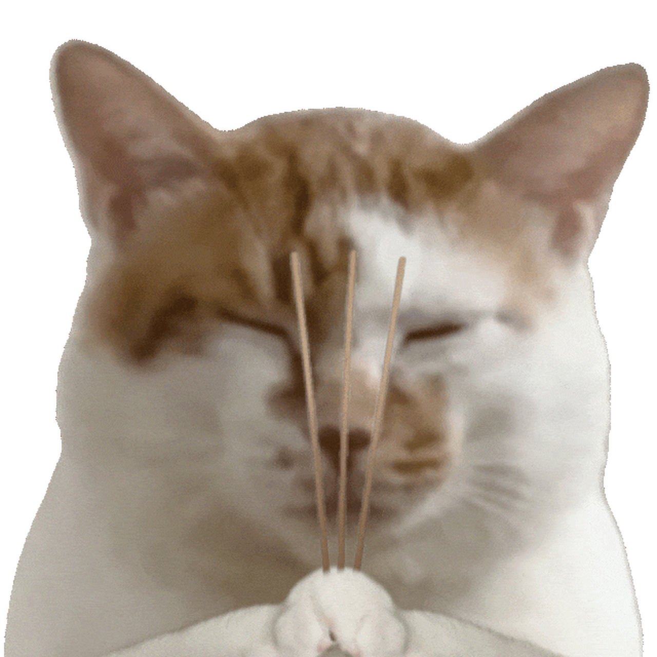 猫咪上香求佛拜拜表情包