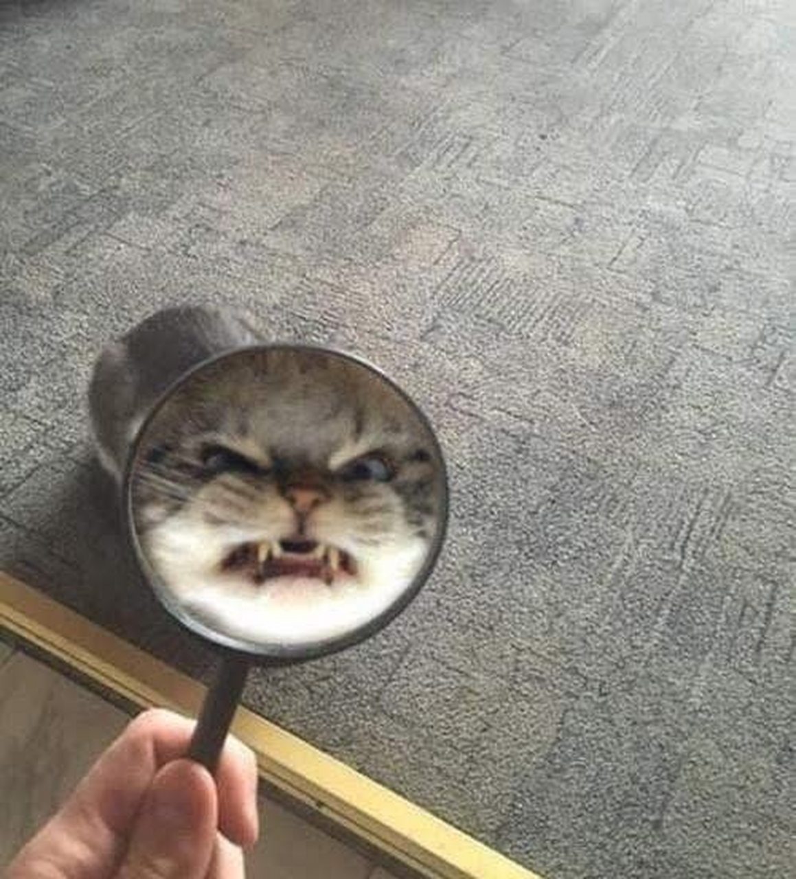 主人拿着放大镜给猫拍照,下一秒脸就变得超凶[鄙视]