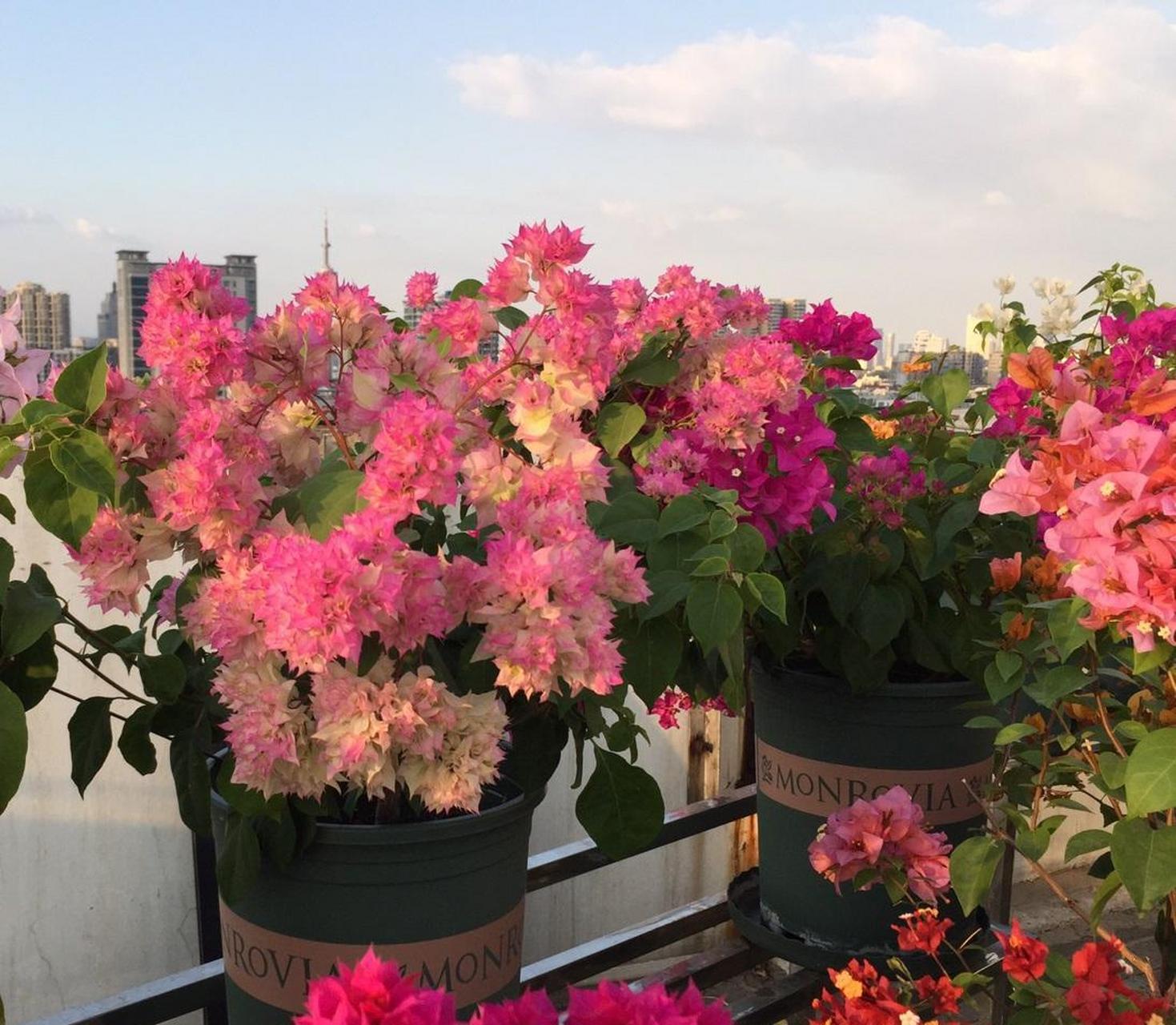 有种重瓣三角梅,名叫"怡锦",也叫西施怡锦,花朵很漂亮,花瓣数量多,层