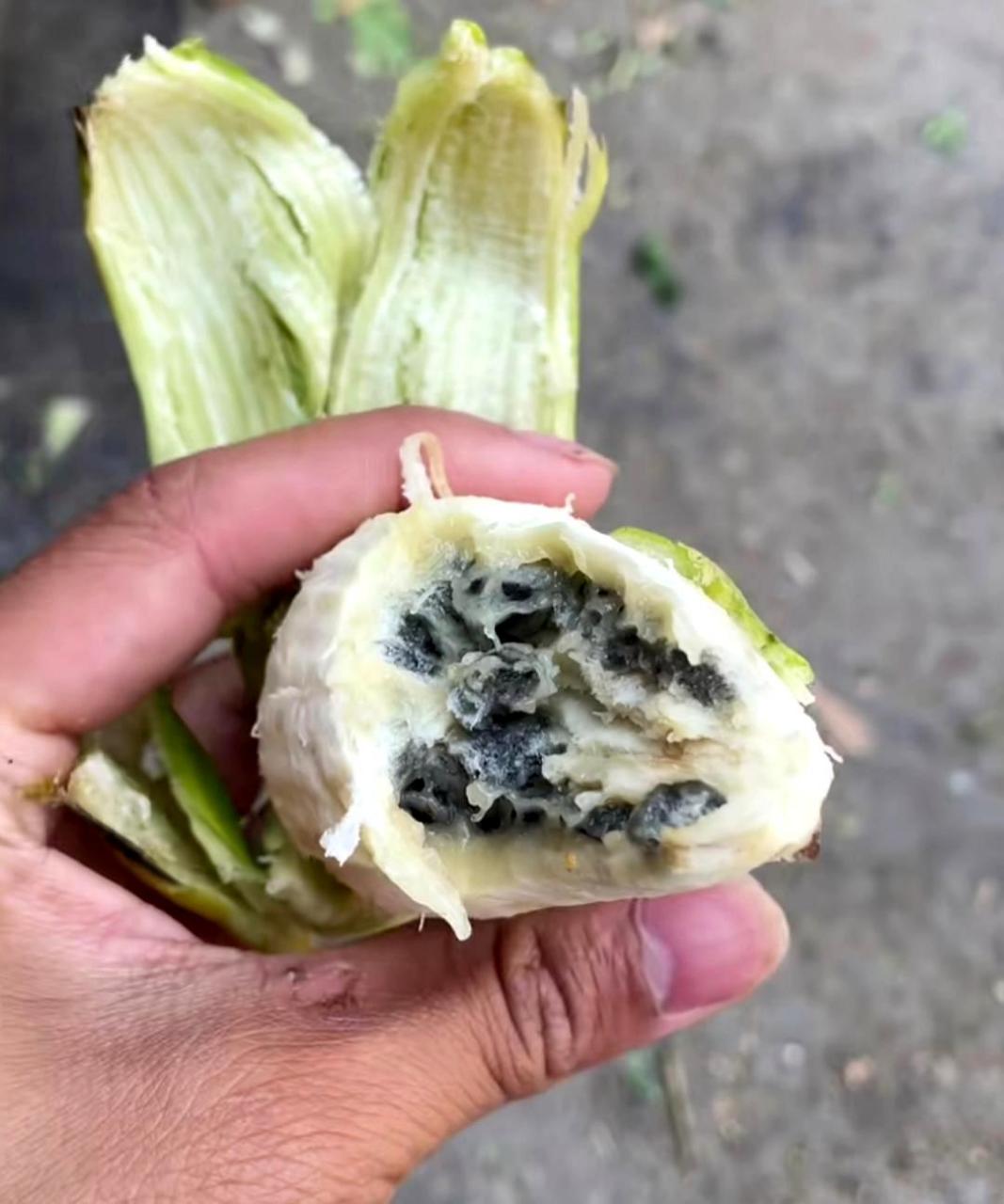 这种香蕉里面只有这么少的籽,有人尝过吗?