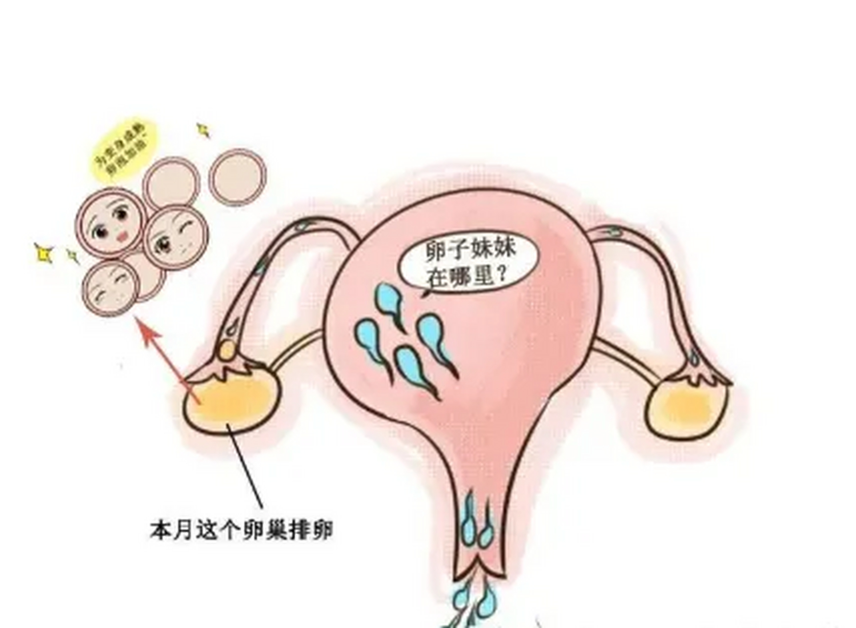 卵泡没成熟就萎缩了是怎么回事(卵泡没成熟就萎缩了是怎么回事呢)