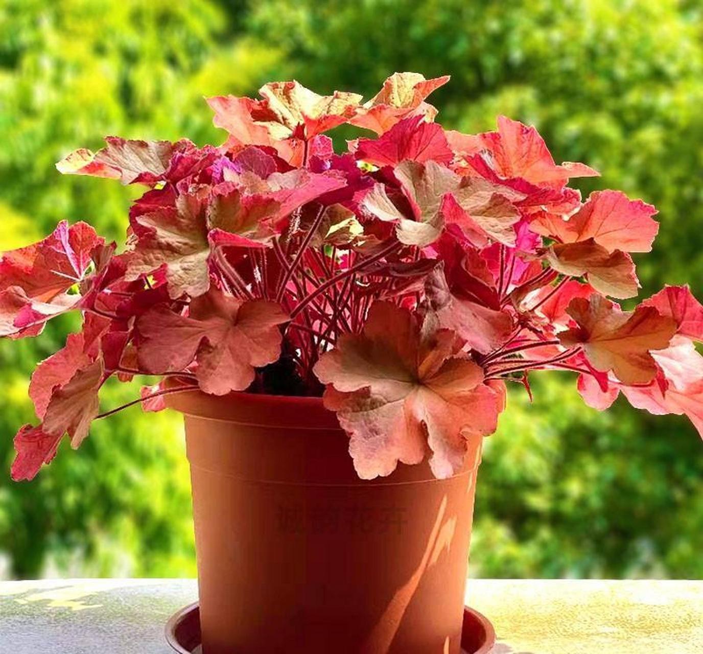 矾根不太喜欢湿润的生长环境,平时不要经常性地浇水,最好等到土壤干