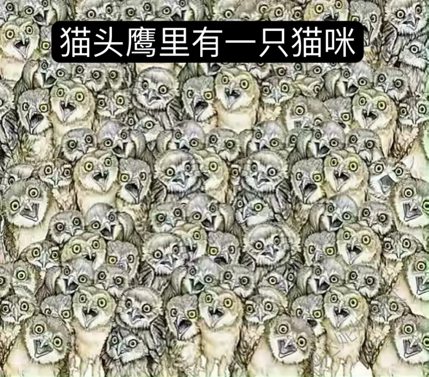 心理测试:图中有一只小猫咪,一般人找不到,你能看到它在哪里吗?