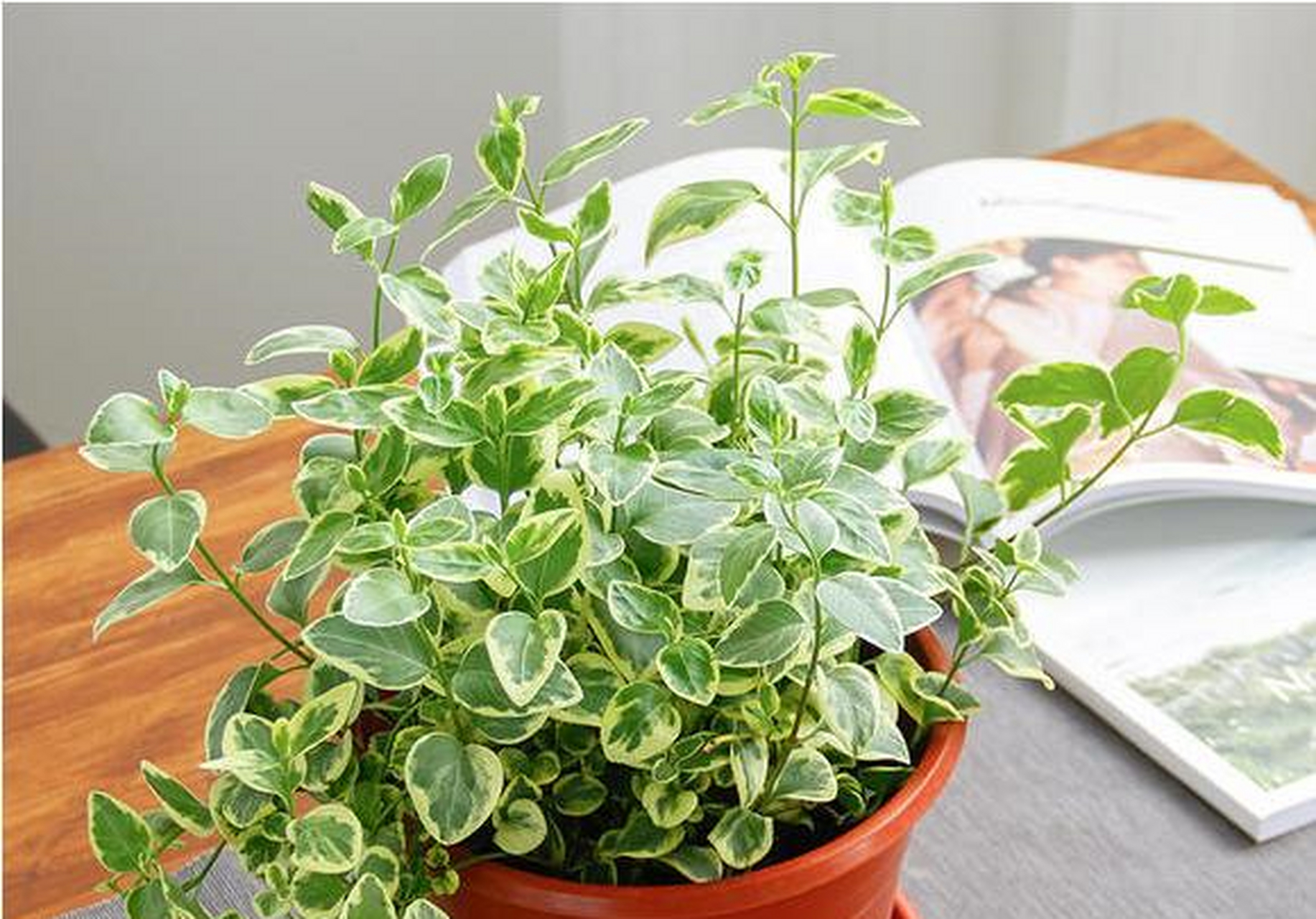 花叶蔓长春属于什么植物(花叶蔓长春属于藤本还是灌木)